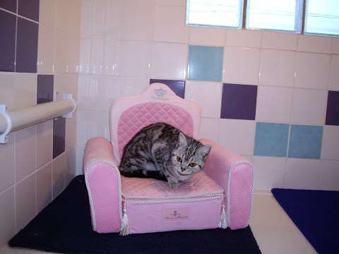 Feline at Home Cat Hotel photo